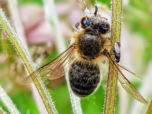 Réf. 363 874 : Apis mellifera